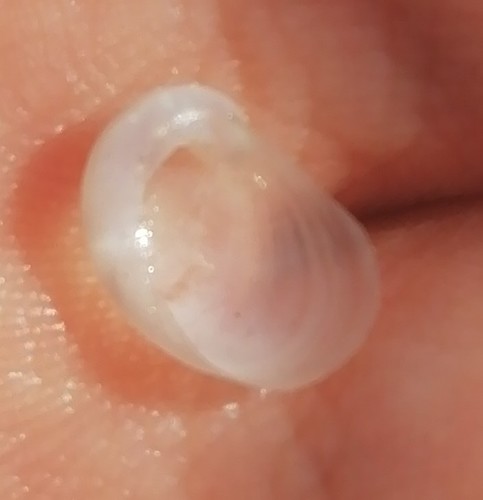 Marsenia perspicua