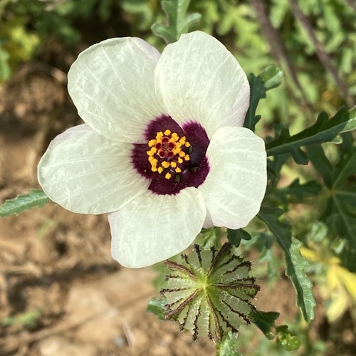 flower-of-an-hour