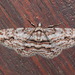 Didymoctenia exsuperata - Photo (c) john lenagan, todos los derechos reservados, subido por john lenagan