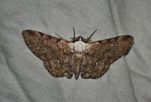 Thyrinteina arnobia