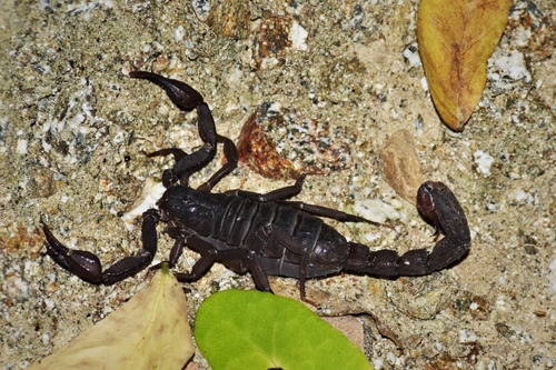 Thorellius wixarika