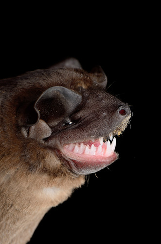 Sinaloan Mastiff Bat