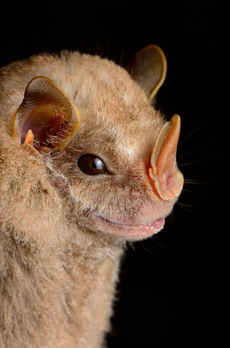 Hairy Big-eyed Bat (Chiroderma villosum) — Least Concern Mammalia