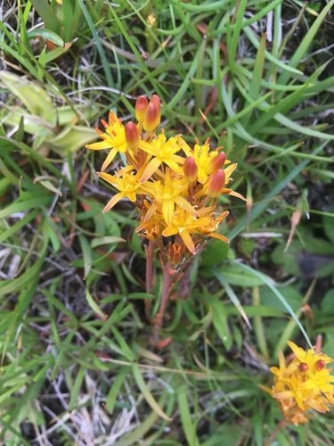 bog asphodel