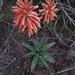 Aloe greatheadii - Photo (c) Igi Jacobs, todos los derechos reservados