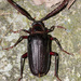 Tile-horned Prionus - Photo (c) Eric Williams, all rights reserved, uploaded by Eric Williams