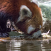 Red Panda - Photo (c) Robert Siegel, all rights reserved, uploaded by Robert Siegel