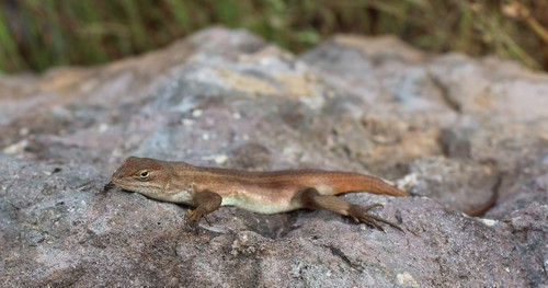 Brown’s Bunchgrass Lizard