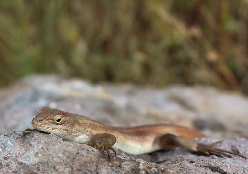 Brown’s Bunchgrass Lizard