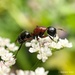 New York Carpenter Ant - Photo (c) Jeong Yoo, all rights reserved, uploaded by Jeong Yoo