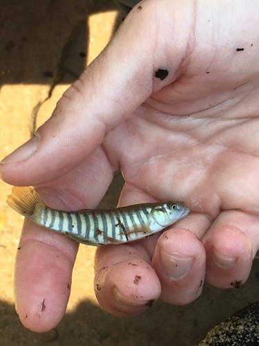 Northern Plains Killifish