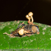 Ophiocordyceps dipterigena - Photo (c) Hubert Szczygieł, all rights reserved, uploaded by Hubert Szczygieł