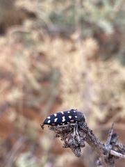 Acmaeodera gibbula image