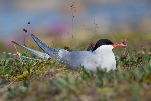 Arctic Tern