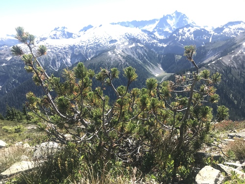 Whitebark Pine