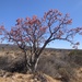 Baja Elephant Tree - Photo (c) Cesar Guerrero, all rights reserved, uploaded by Cesar Guerrero
