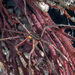 Stenorhynchus debilis - Photo (c) Southern California Marine Life, todos os direitos reservados, uploaded by Phil Garner