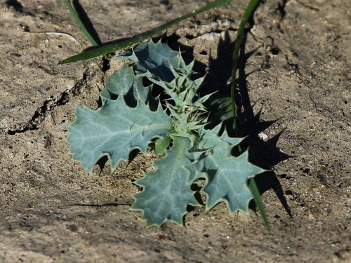 Flat-bud Prickly Poppy foliage