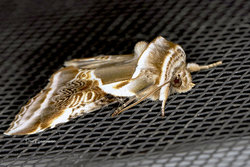 Lettered Habrosyne Moth