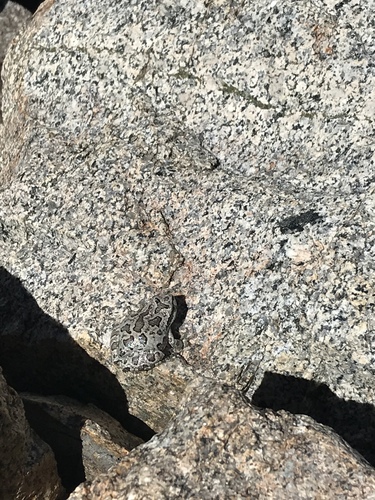 iNaturalist observation photo of Pacific chorus frog
