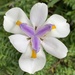 Large Fortnight Lily - Photo (c) Lori Boies, all rights reserved, uploaded by Lori Boies