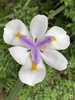 Large Fortnight Lily - Photo (c) Lori Boies, all rights reserved, uploaded by Lori Boies