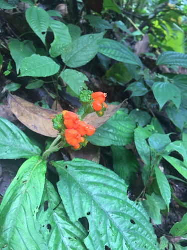 Gasteranthus calcaratus ssp. calceolus