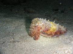 Giant cuttlefish