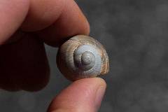 Helix lutescens image