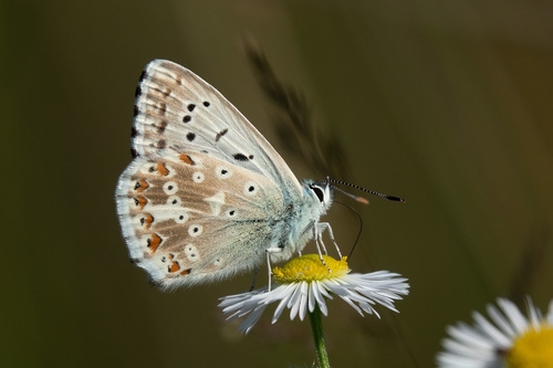 Polyommatus coridon