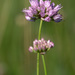 Allium lusitanicum - Photo (c) Fero Bednar, όλα τα δικαιώματα διατηρούνται, uploaded by Fero Bednar