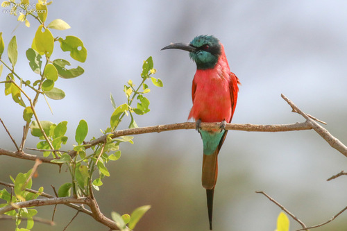 Northern Carmine Bee-eater