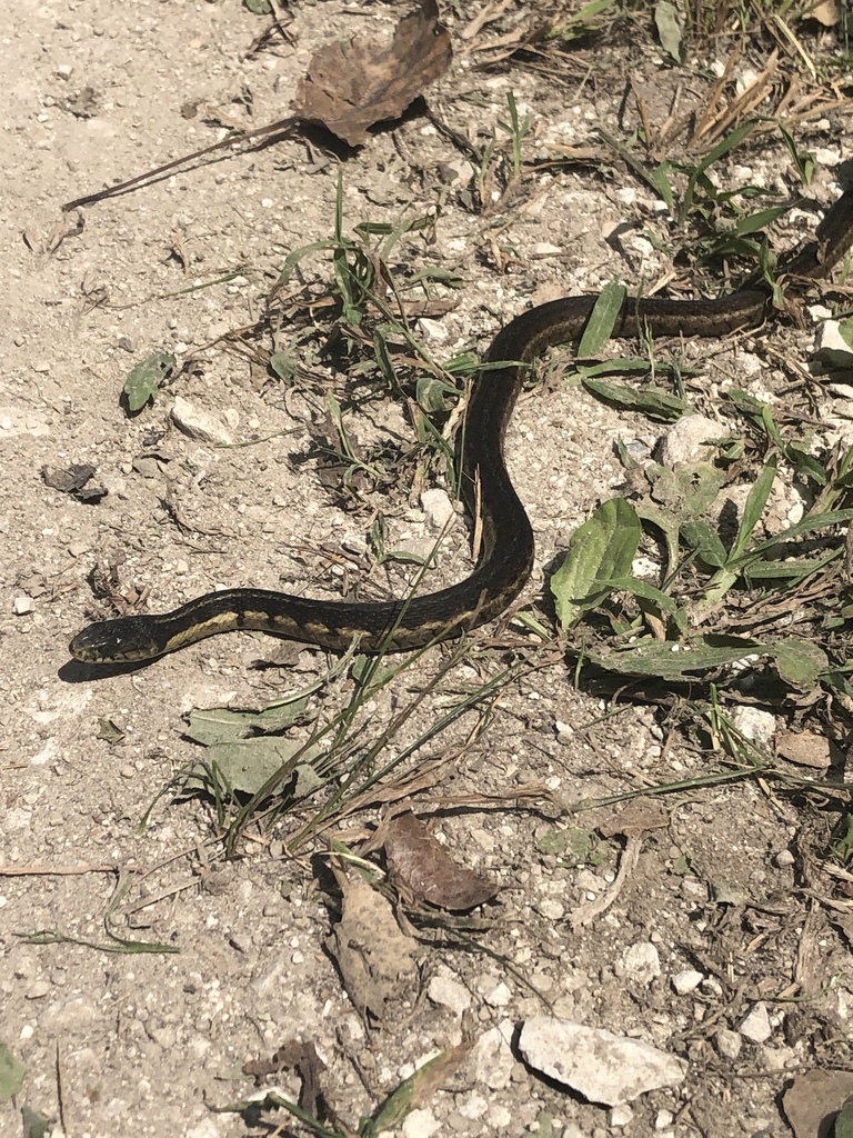 Chicago Garter Snake from Henslow Trail, Channahon, IL, US on August 10 ...