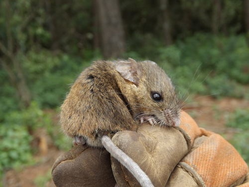 Merriam's Piñon Mouse