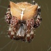 Araneus gemmoides - Photo (c) airrocksun, όλα τα δικαιώματα διατηρούνται, uploaded by airrocksun
