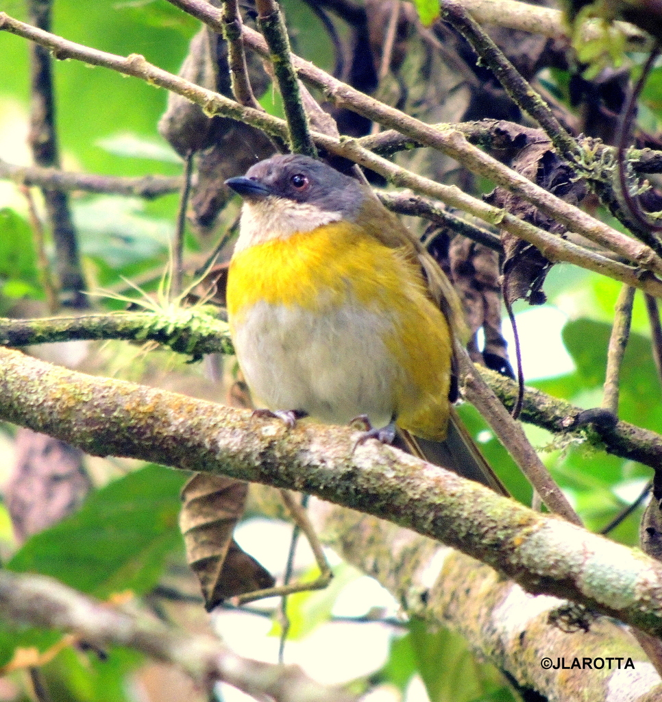 Ashy-throated Chlorospingus (Chlorospingus canigularis) photo