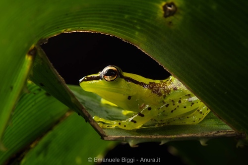 Pandanus Frog