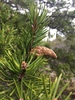 Jack Pine - Photo (c) pampoum, all rights reserved