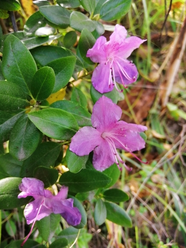 Daurian Rhododendron