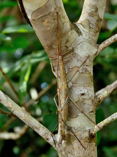 Subspecies Leiophasma nigrotuberculatum modestum · iNaturalist