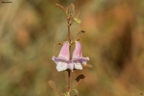 Koako Sesame (Sesamum pedalioides)