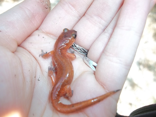 iNaturalist observation photo of Monterey Ensatina