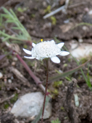 Limestone Buttons (Cotula calcicola)