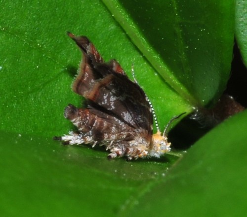 Choreutis sexfasciella