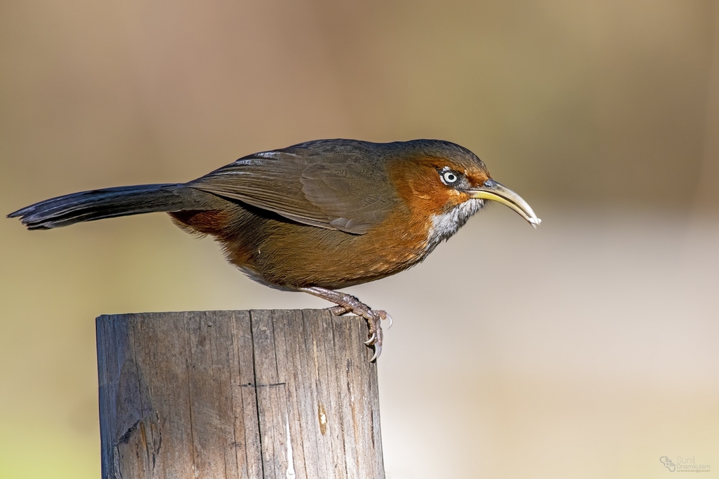 Rusty-cheeked Scimitar-Babbler photo