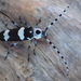 Escarabajo de Bandas del Aile - Photo (c) Rand Rudland, todos los derechos reservados