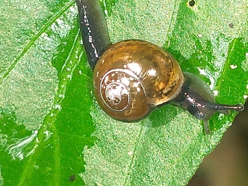 Jumping Snail