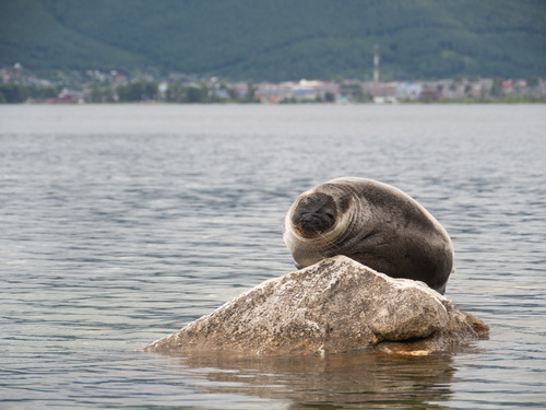 Baikal Seal