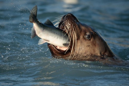 Steller Sea Lion
