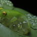 Eastern Glass Frog - Photo (c) Zak, all rights reserved, uploaded by Zak